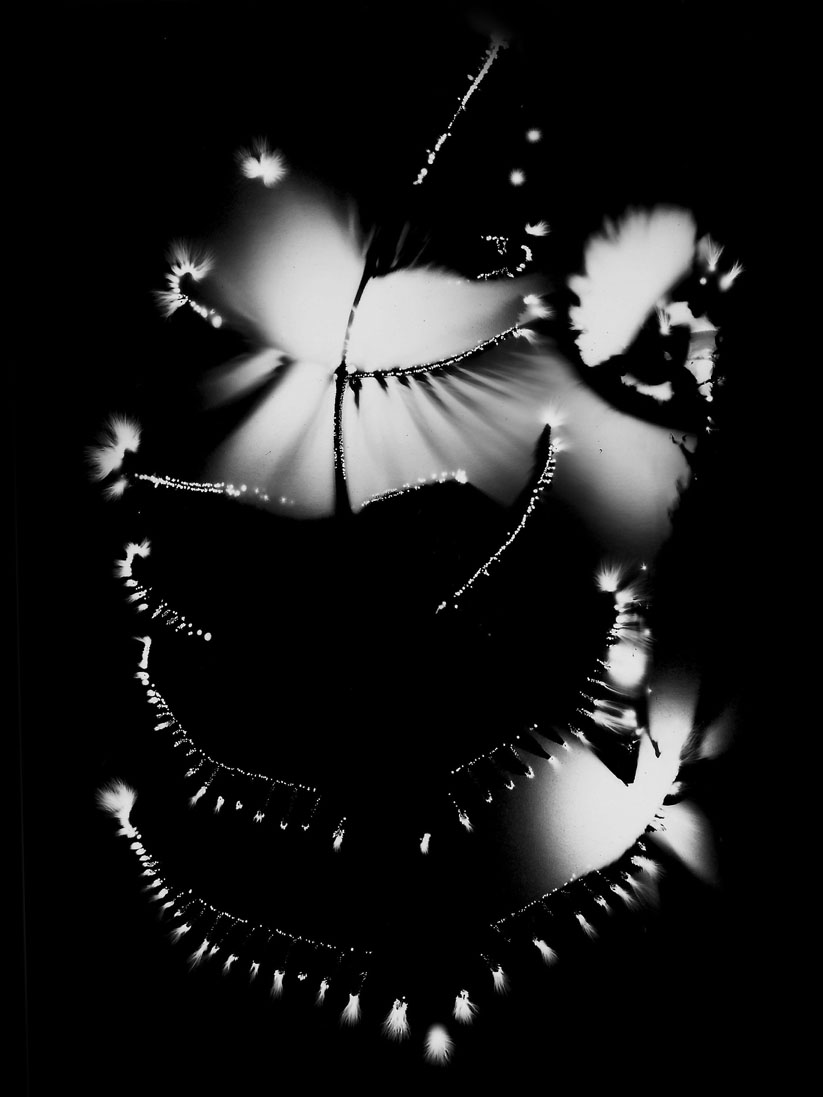 fern
