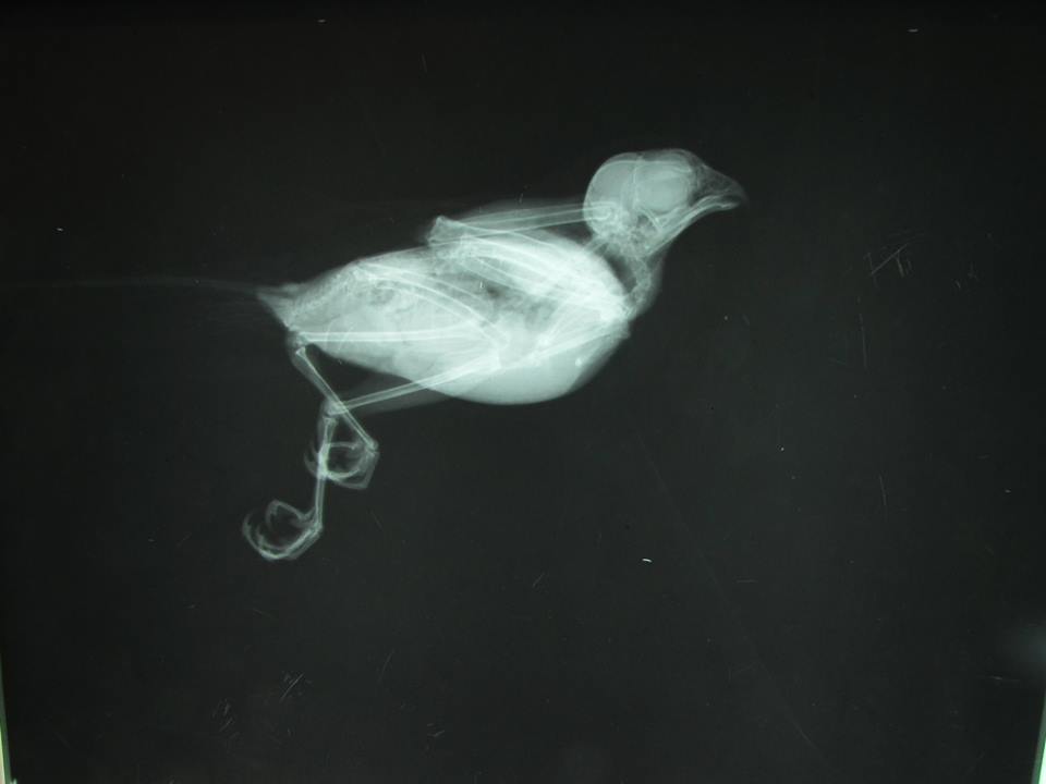 bird