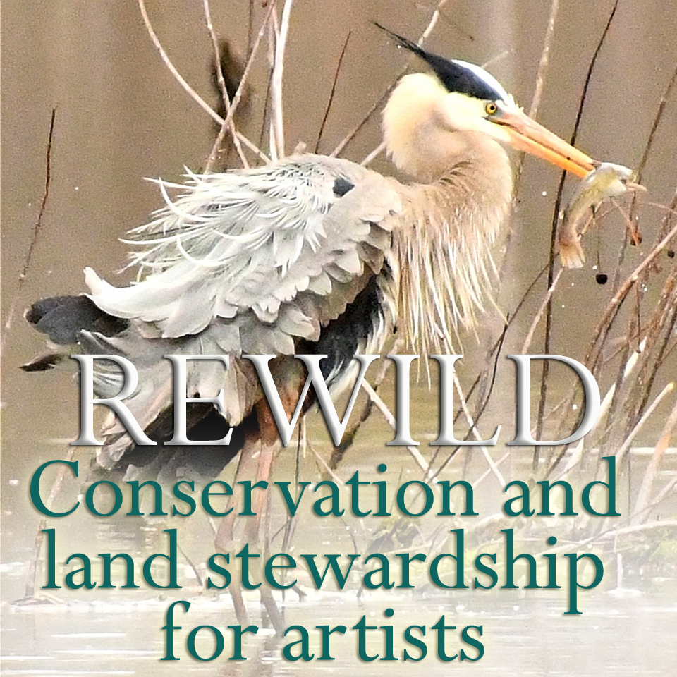 Rewild